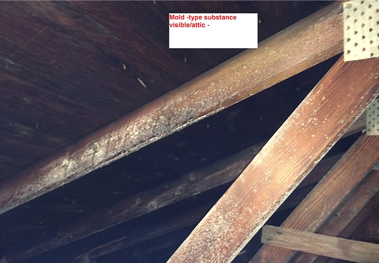 Mold Inspection, Assessment, and Testing in Bellevue, PA Mold Inspection, Assessment, and Testing in Bellevue, PA
